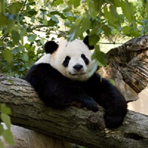 השג את National Zoo Microsoft Store He Il