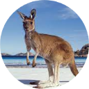 Kangaroo Wallpaper New Tab icon