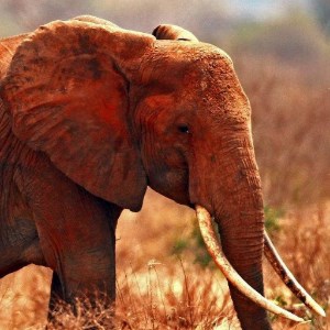 Elephant Jigsaw Puzzles