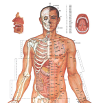 人体穴位图解 +生殖系统彩色图解
