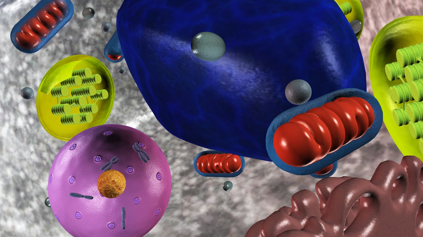 #7. Sensavis Visual Learning Tool (Windows) 由: Sensavis AB