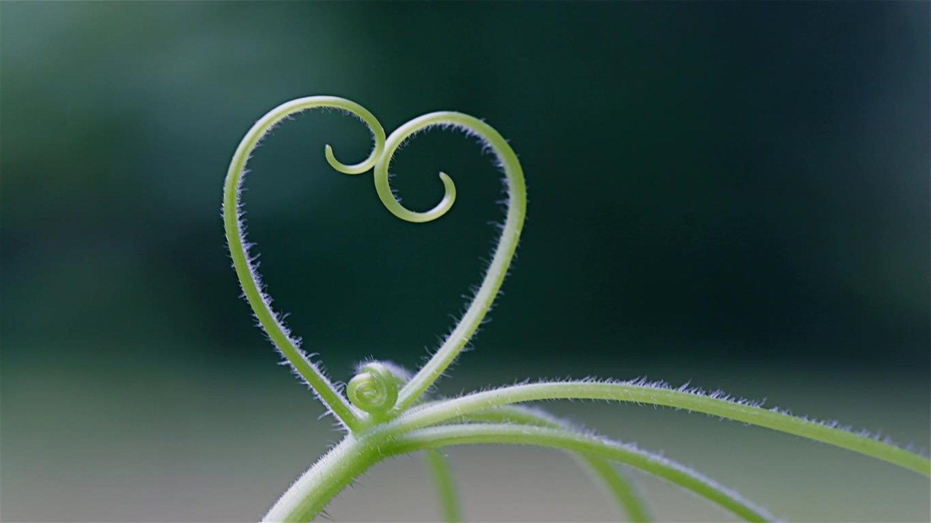 hearts in nature photos