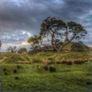 Aucklands One Tree Hill by Ian Rushton