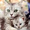 Cats Care Tips