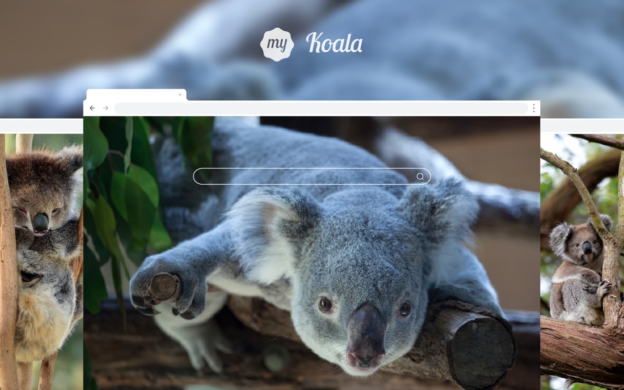 My Koala Bear - Adorable Koala HD Wallpapers