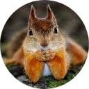 Squirrel Wallpaper New Tab icon