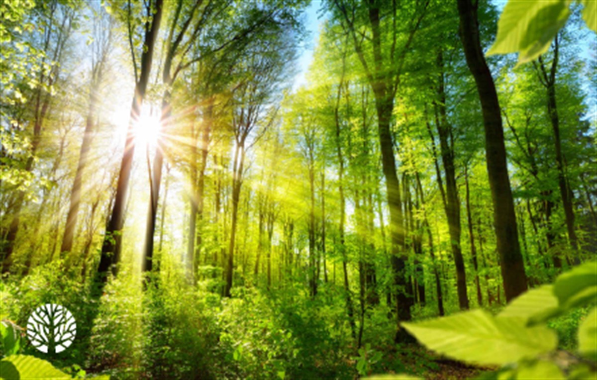 Forest - Rainforest HD Wallpaper Theme