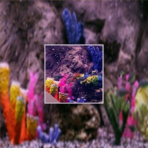 Real coral aquarium HD