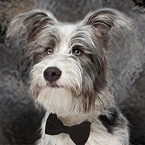 Mon Chien et Moi