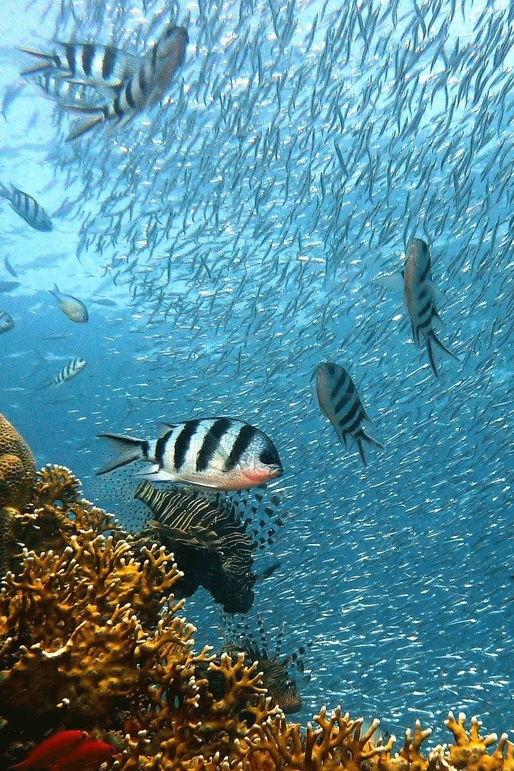 Underwater Wallpapers