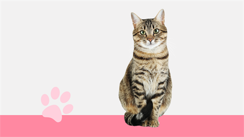 I Love Finding Cats Collector's Edition