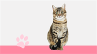 I Love Finding Cats Collector's Edition