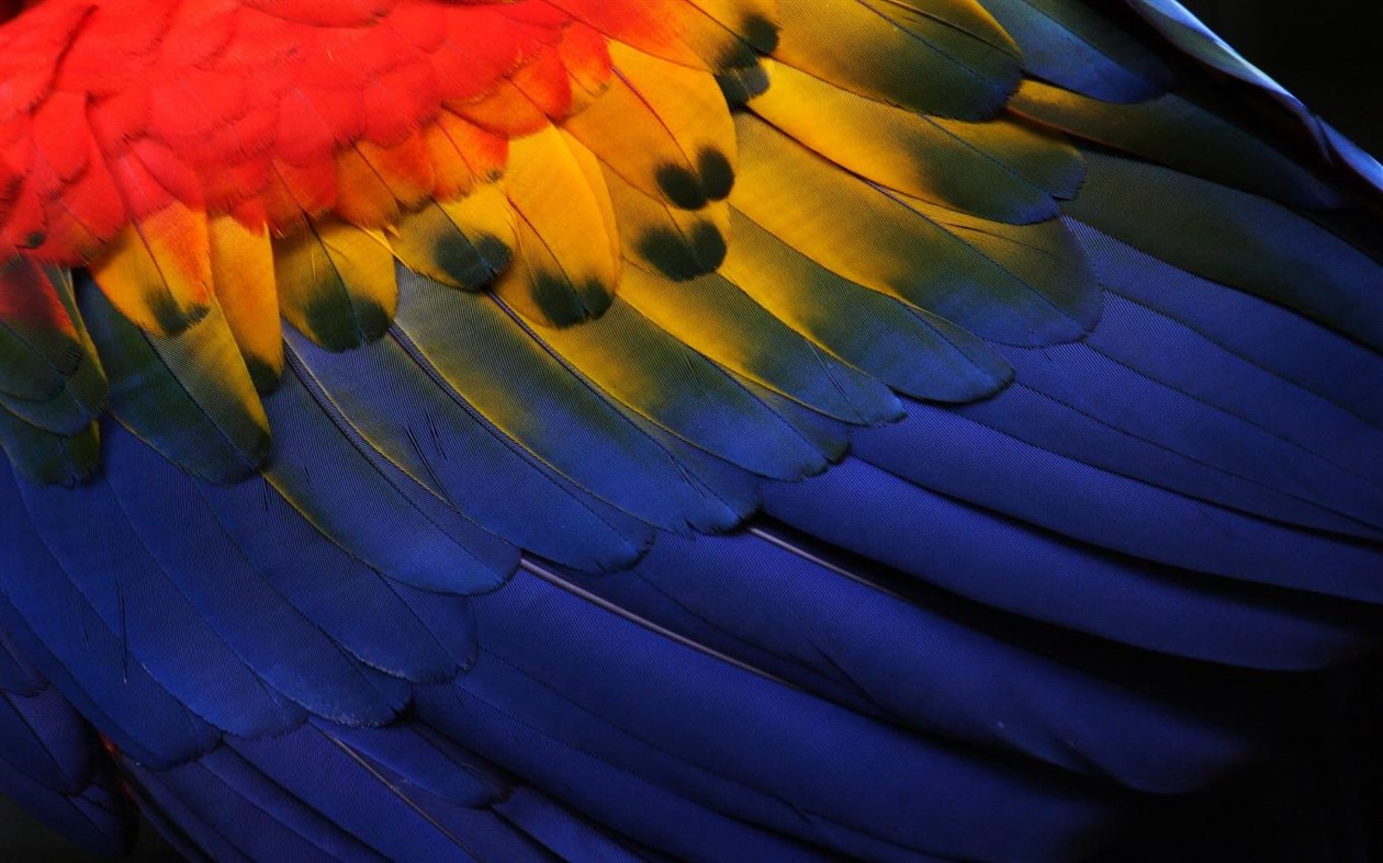 #2. Feathers (Windows) Podle: Microsoft Corporation