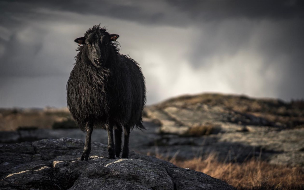 #4. Sheepish (Windows) 由: Microsoft Corporation