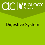 AC Biology: Digestive System