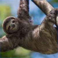 Sloths Premium を入手 Microsoft Store Ja Jp