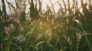 Insects: An Xbox One X Enhanced Experience screenshot 2