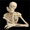 Human Anatomy