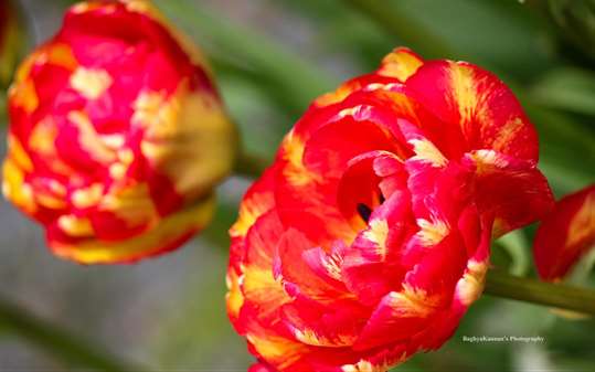 Lovely Tulips by Baghya Kannan screenshot 2