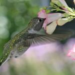 Hummingbirds by Desiree Skatvold