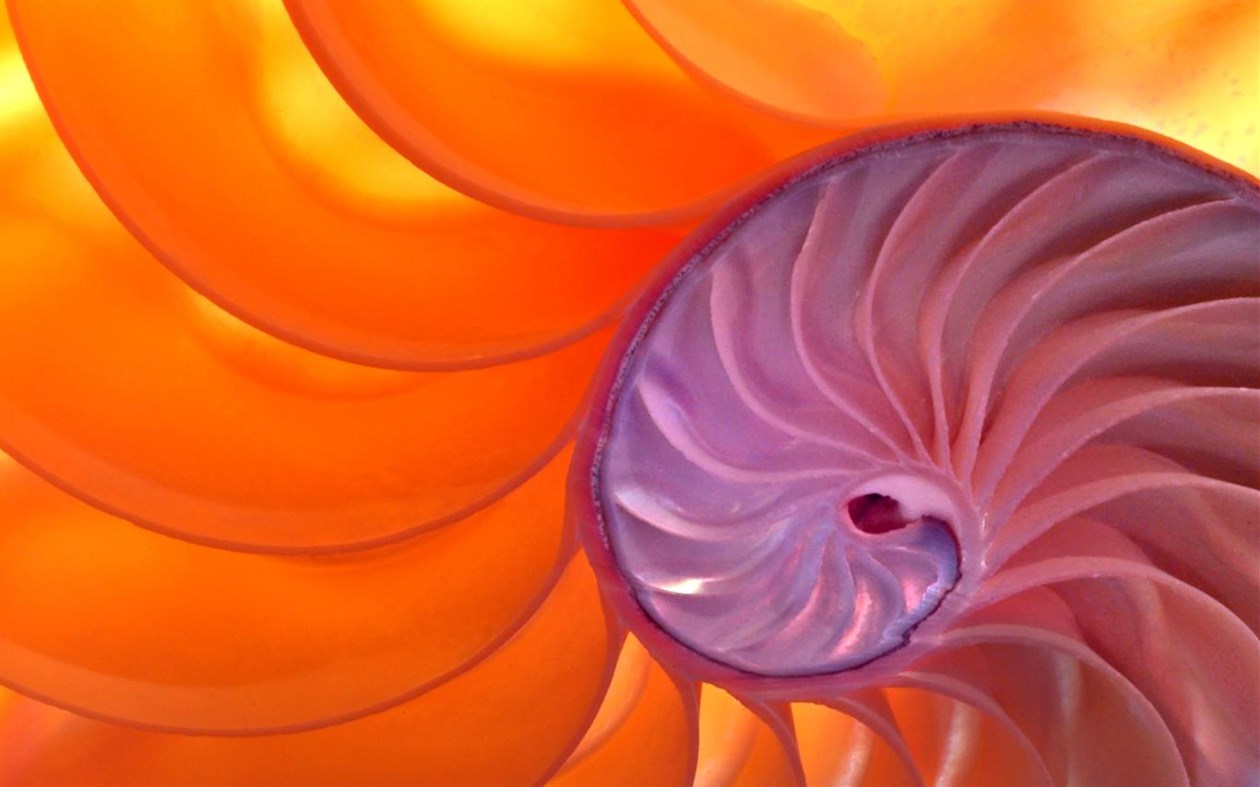 #2. Fibonacci Sequence in Nature (Windows) Podle: Microsoft Corporation