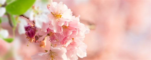 Hello Spring HD Wallpaper Theme marquee promo image