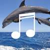 Dolphin Sounds:Sounds of Dolphin