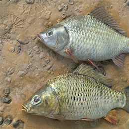 Aperçu Fishing Adventure