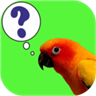 Parrot Quiz