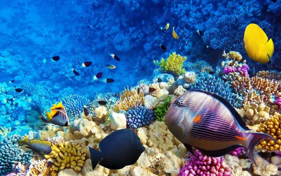 Fish and Corals_3