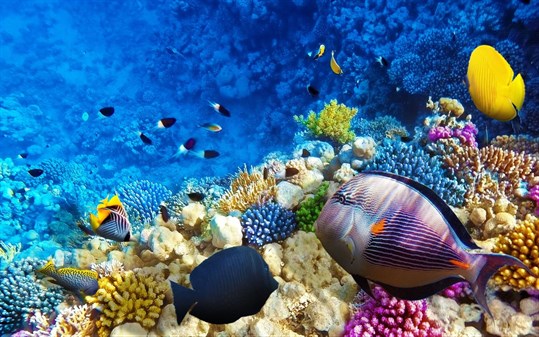 Fish and Corals screenshot 3