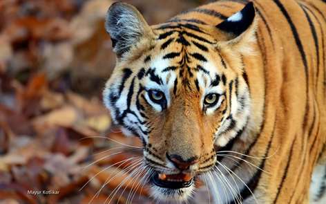 Indian Wildlife by Mayur Kotlikar Screenshots 1
