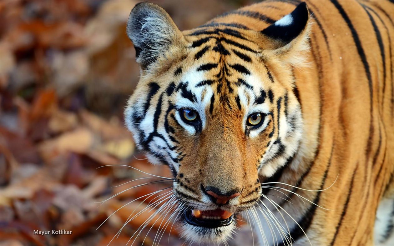 #1. Indian Wildlife by Mayur Kotlikar (Windows) 由: Microsoft Corporation