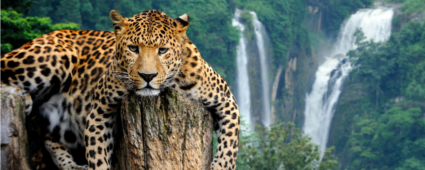 Leopard - Big Cat HD Wallpapers New Tab marquee promo image