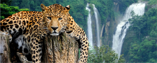 Leopard - Big Cat HD Wallpapers New Tab marquee promo image