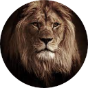 Lion Wallpaper New Tab icon