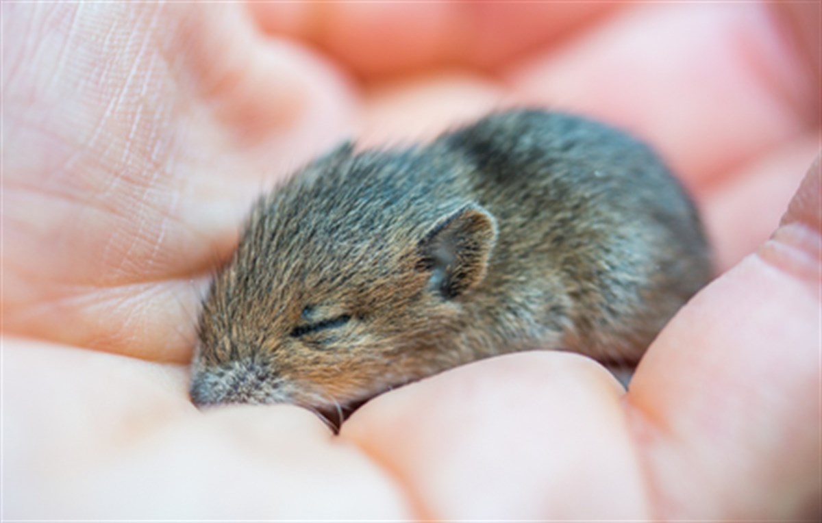 Mouse Wallpaper New Tab