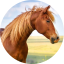 Horse Wallpaper icon