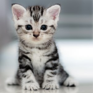 My Cats - Adorable Cat & Kitten Wallpapers icon