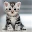 My Cats - Adorable Cat & Kitten Wallpapers