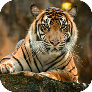 Tiger 4k Wallpaper HD HomePage