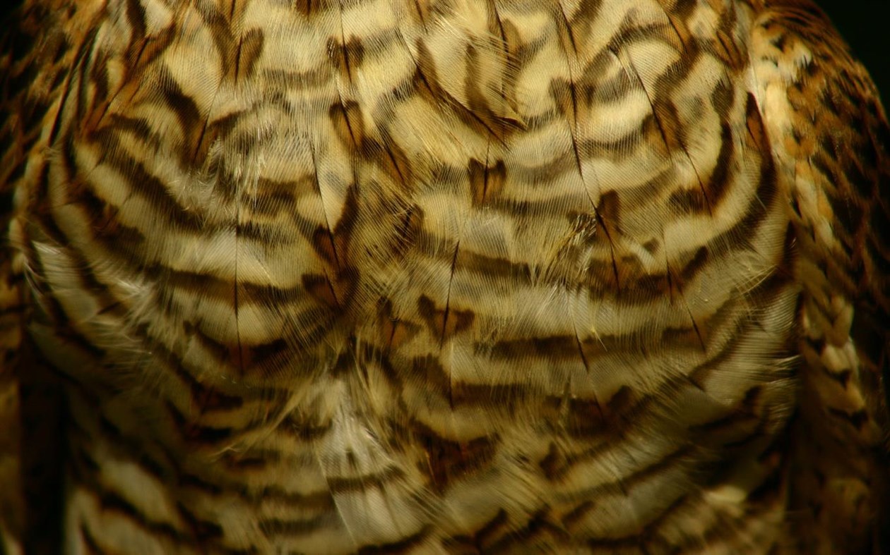 #3. Feathers (Windows) Podle: Microsoft Corporation