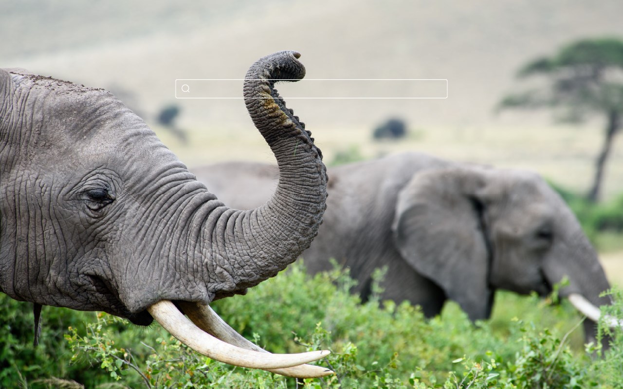 Elephant HD Wallpaper New Tab Theme