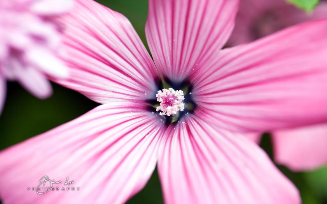 Придбати Natural Grace by Brian Lai - Microsoft Store (uk-UA)