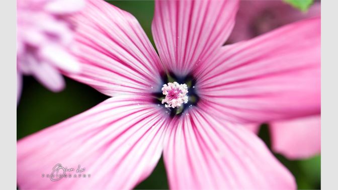 Капия розовая фото Капия розовая фото
