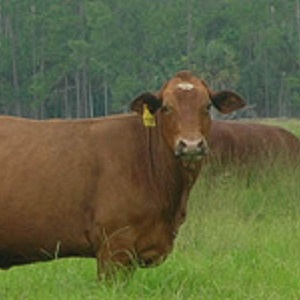 Cattle Time EID Reader