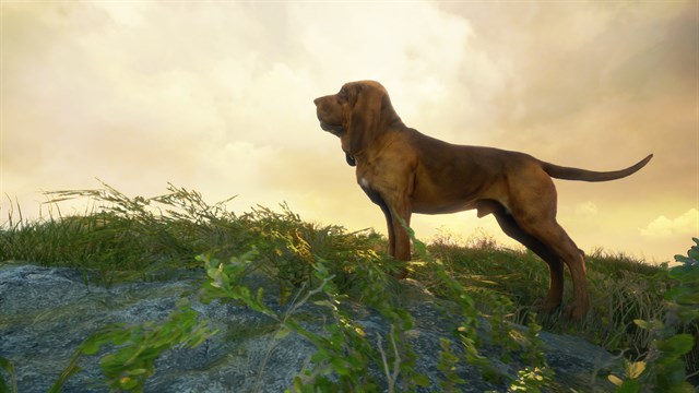 theHunter: Call of the Wild - Bloodhound screenshot 1