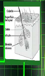 Detector Calvos Alopecia Broma screenshot 5