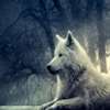 Wolf Wallpaper HD