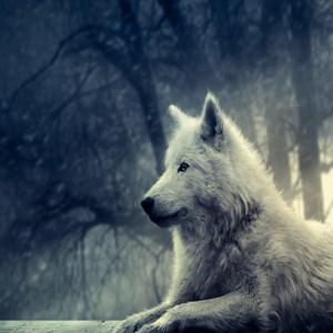 Featured image of post Wallpaper Pictures Of Wolves : Images &amp; pictures of wolves wallpaper download 654 photos.